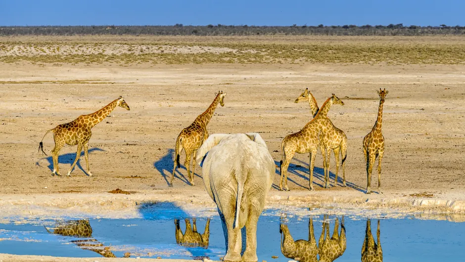 Namibie etosha