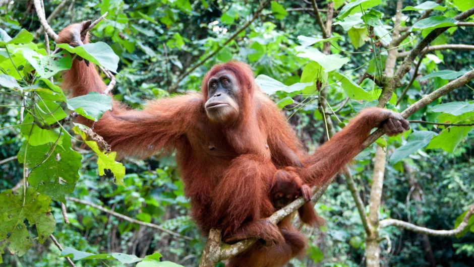 Rondreis Sumatra Indonesië - orang oetan