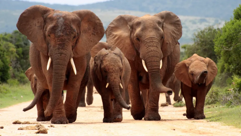 Addo National Park