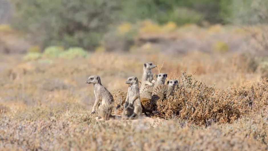 big five zuid-afrika