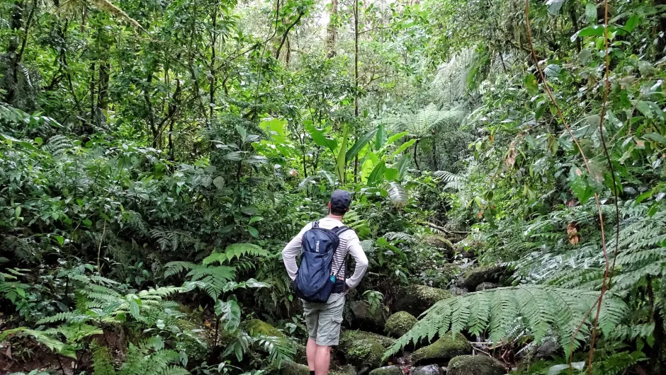 Mooiste nationale parken Costa Rica jungle