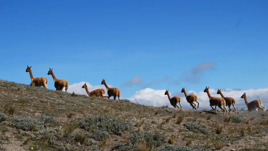 Ronreis Ecuador lama's