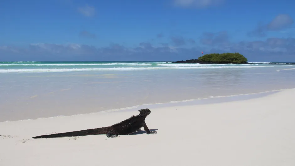 Beste reistijd Galapagos Santa Cruz Tortuga Bay