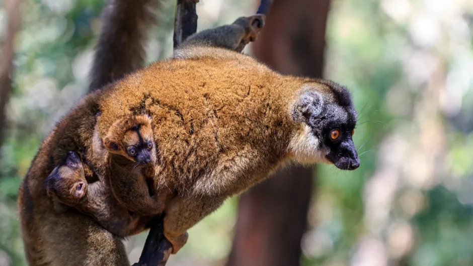 Madagaskar met kinderen