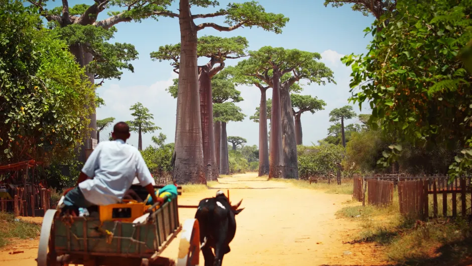 Duurzaam naar Madagaskar