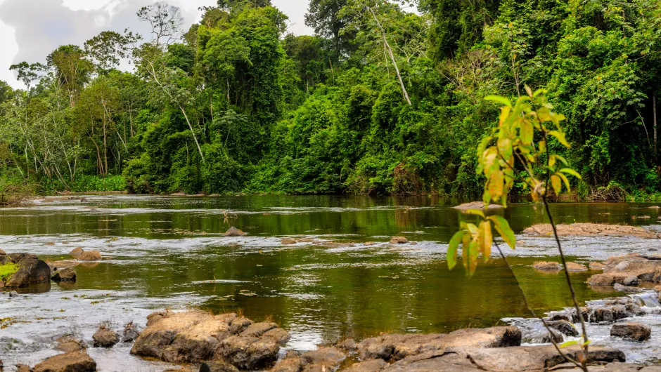 Suriname rivier