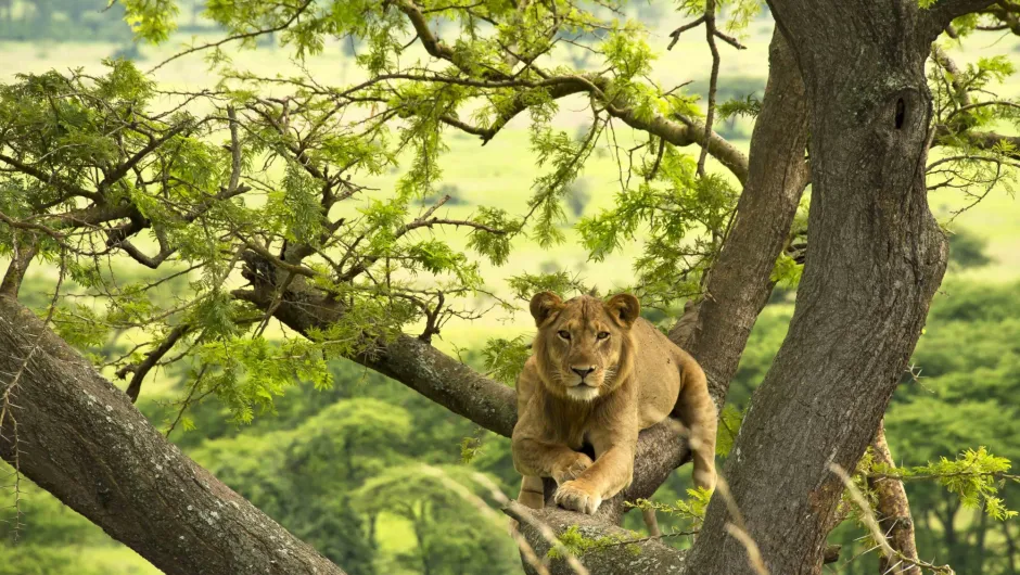 Hoogtepunten Tanzania