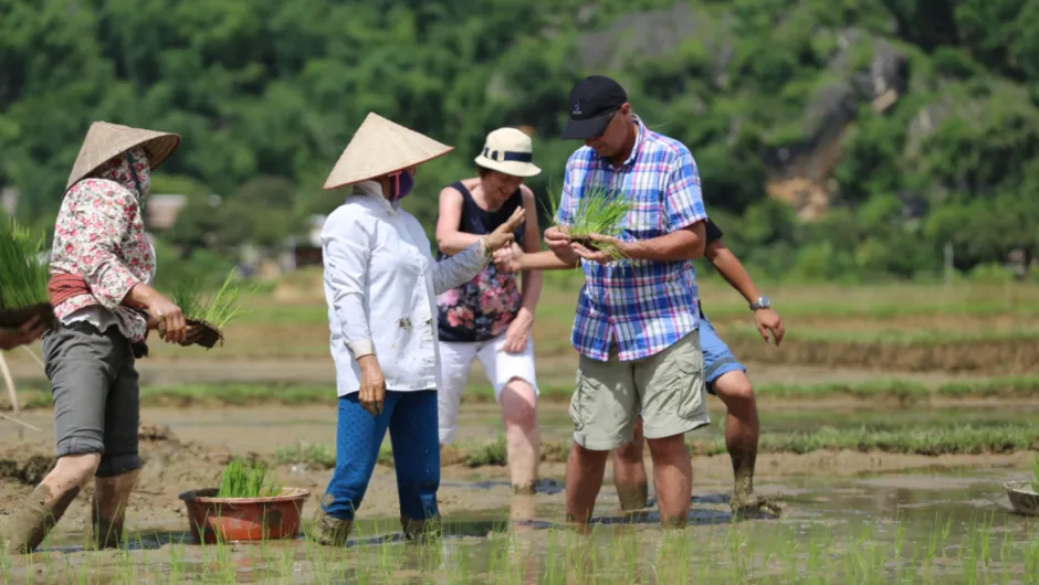 Rondreis Vietnam - rijst planten