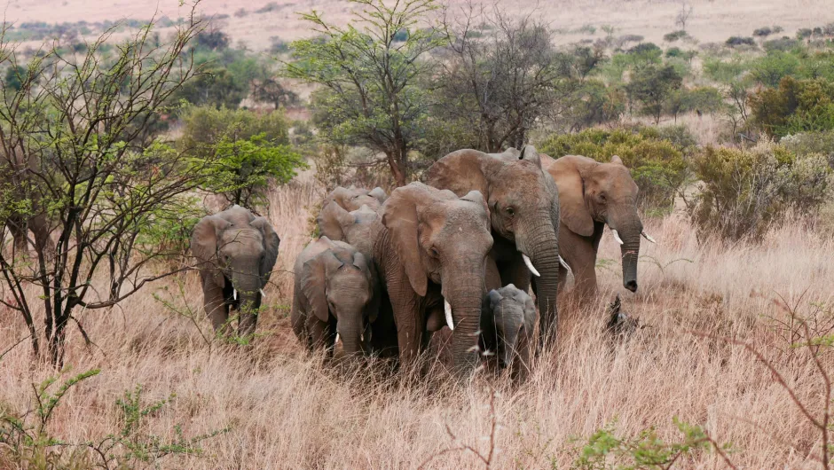Safarireizen in afrika