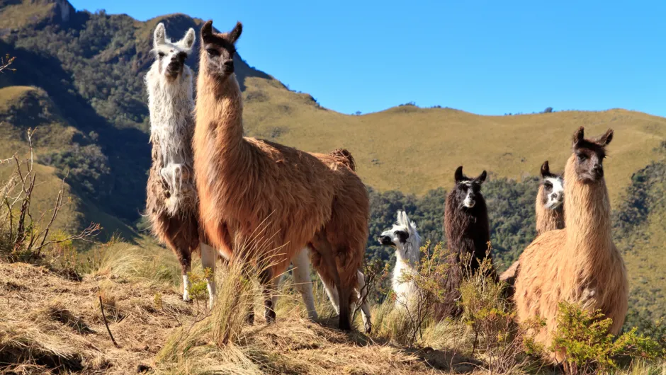 Hoe is het nu in Ecuador