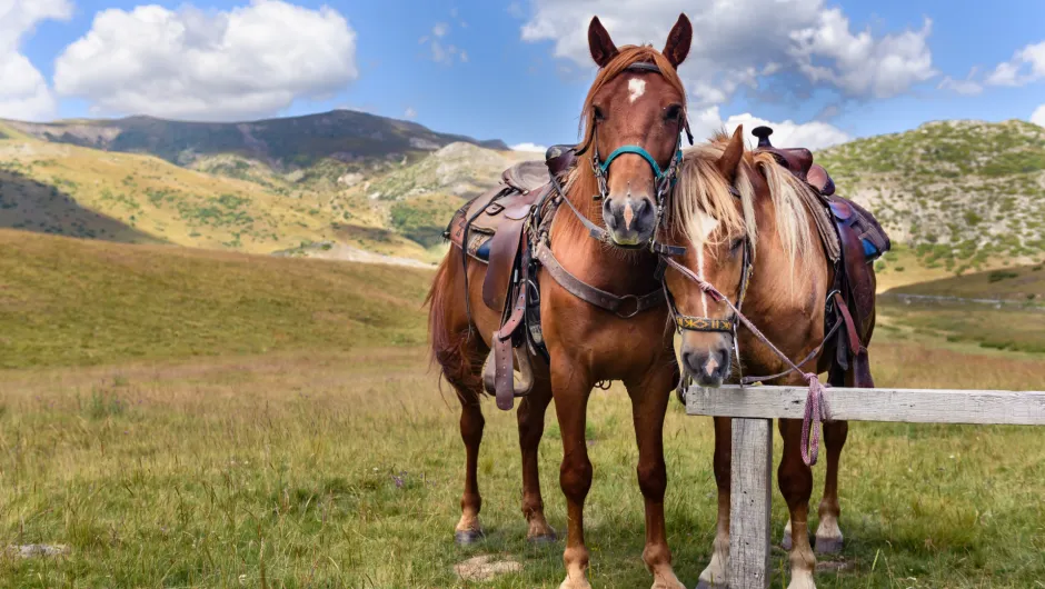 Noord-Macedonië - Mavrovo paarden