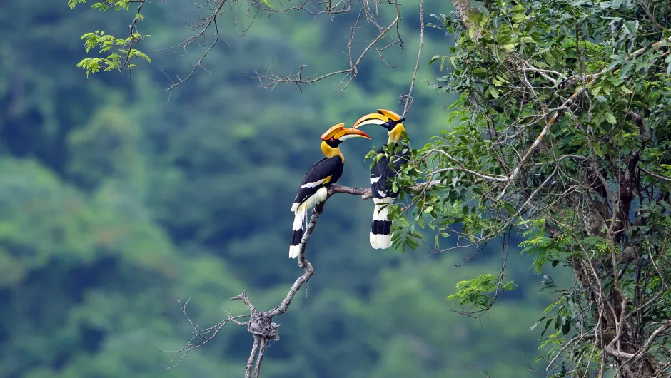 Maleisisch Borneo natuur hornbill