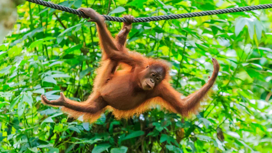 Maleisisch Borneo orang oetan