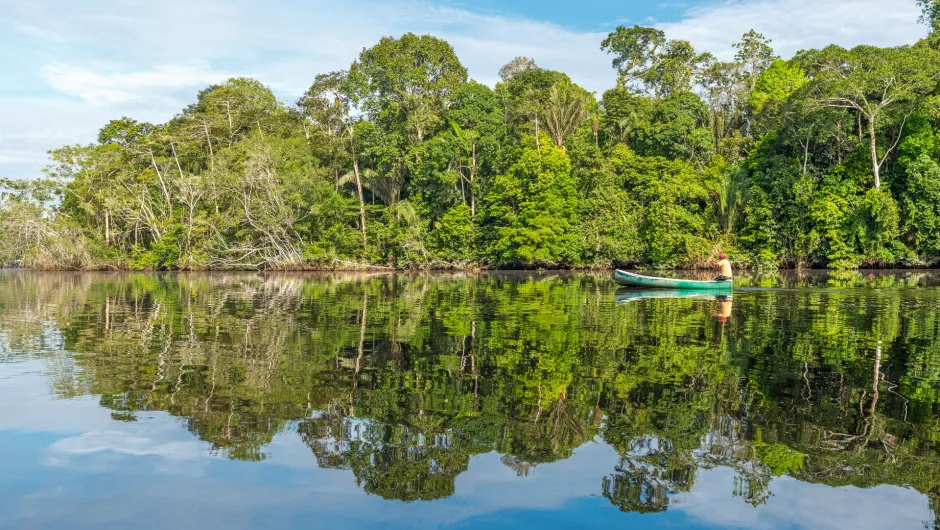 Borneo regenwoud