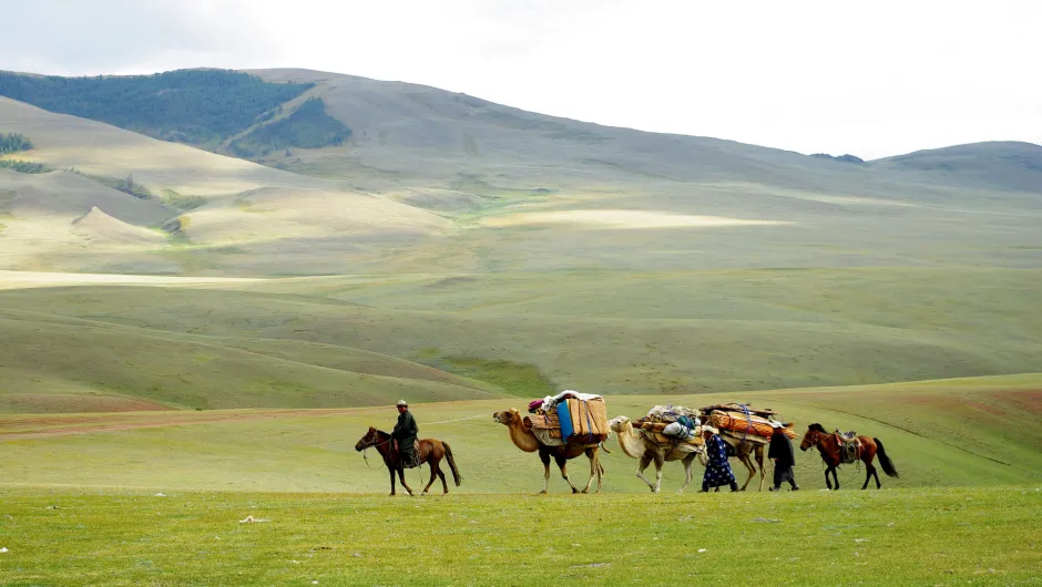 Rondreis Mongolie kudde dieren