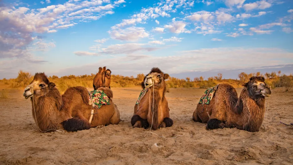 Oezbekistan duurzaam reizen kamelen