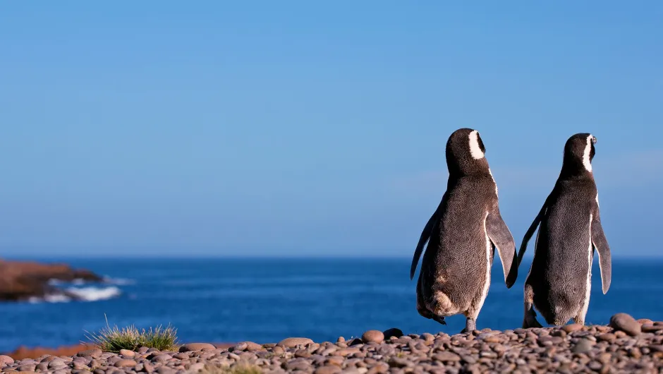 Patagonië Pinguins Chili