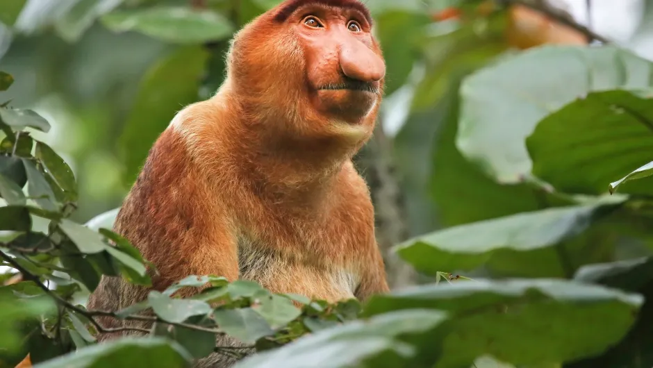 Maleisisch Borneo - apen