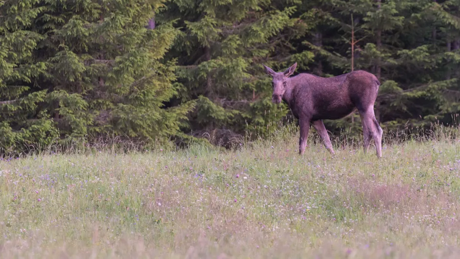 Zweden bestemmingsinfo eland