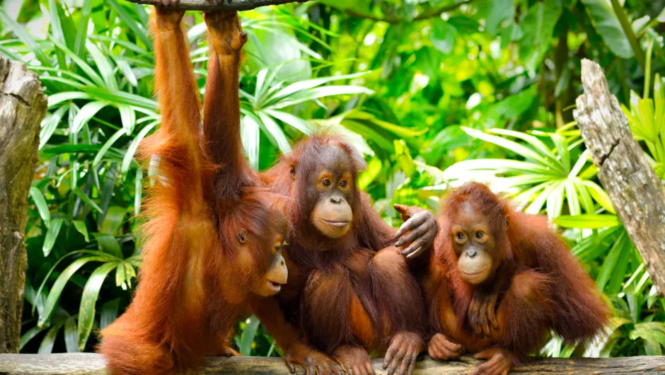 Borneo orang oetan