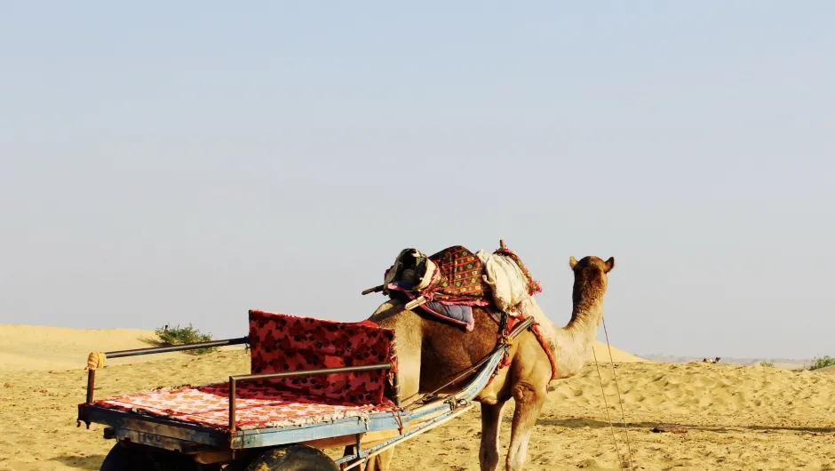 India excursies kameel met kar