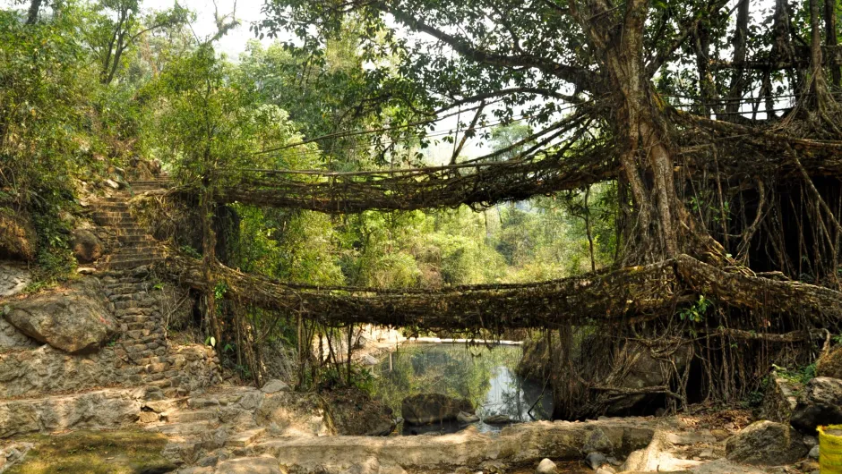 India Meghalaya living bridge