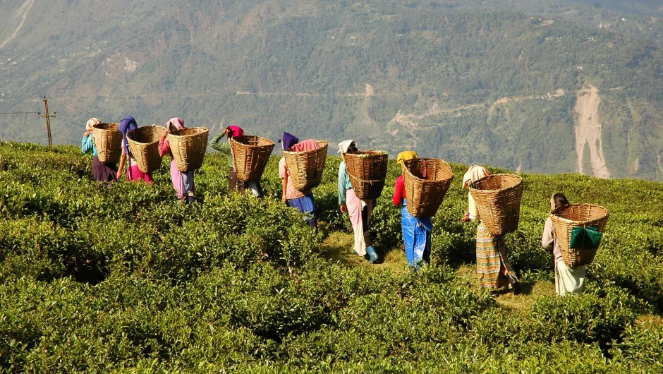 NO-India Sikkim en Darjeeling