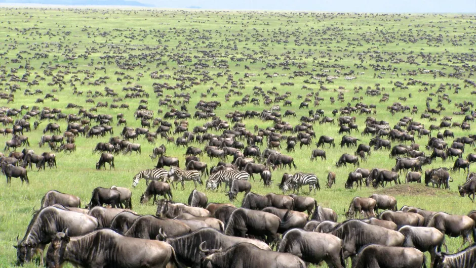 grote migratie Serengeti