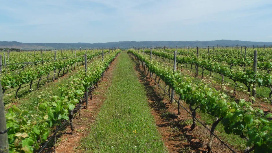 Portugal duurzaam reizen Alentejo wijnveld