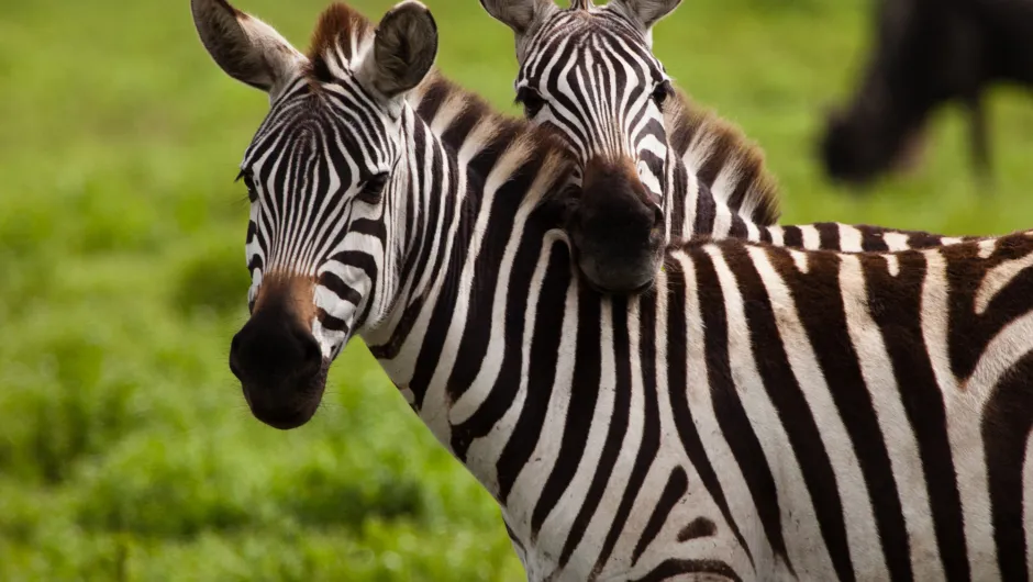 Serengeti Nationaal Park