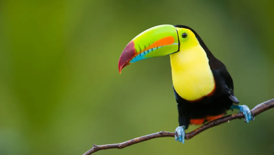 Costa Rica toekan vogel