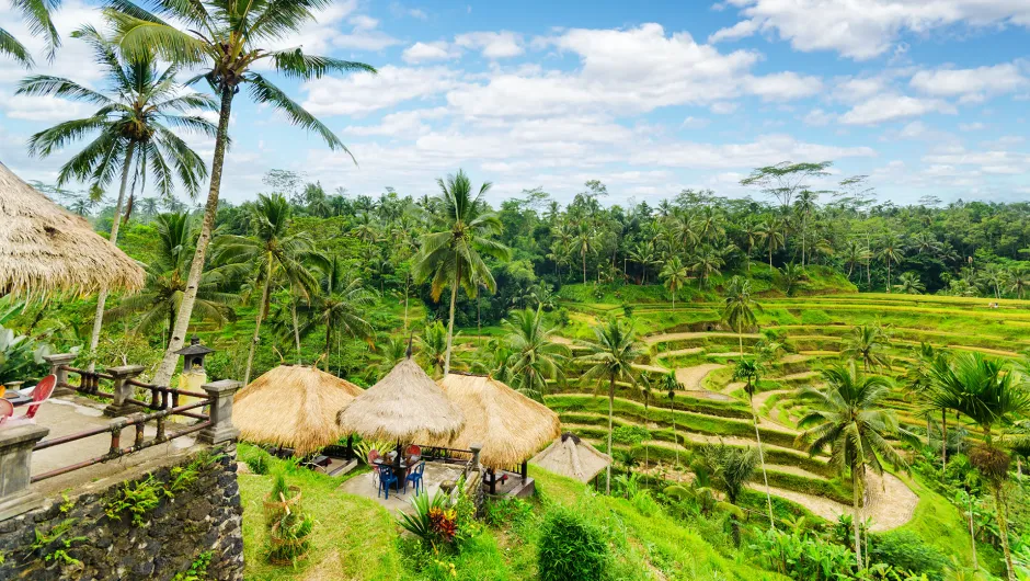indonesie rondreis rijstvelden