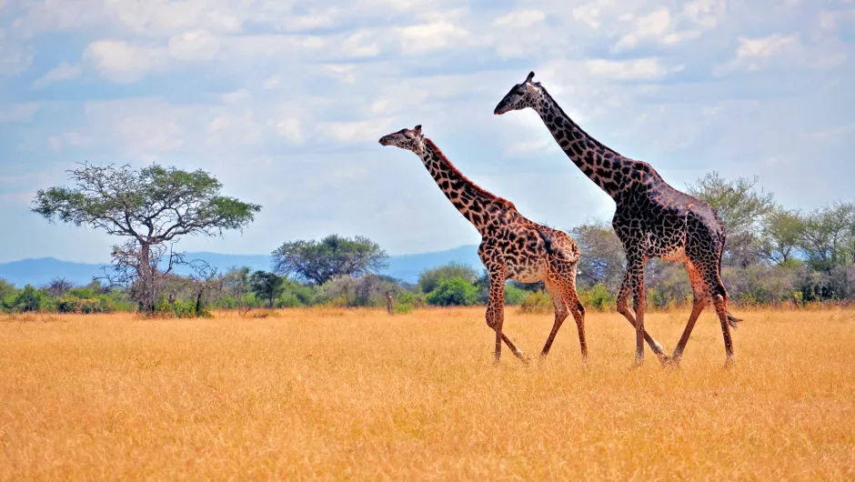 Tanzania giraffe