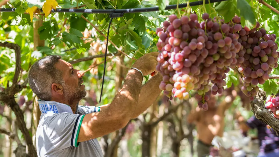 Druiven plukken in Sicilie