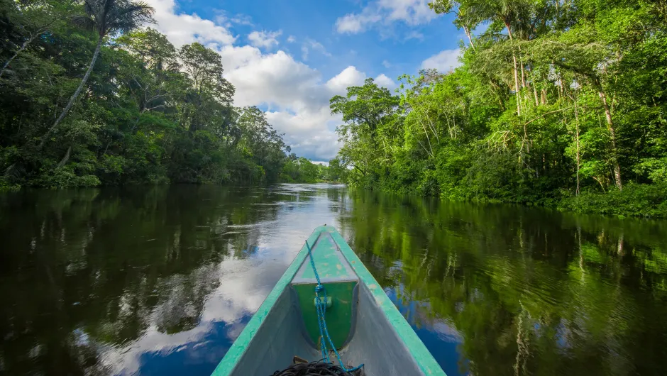 ecuador jungle