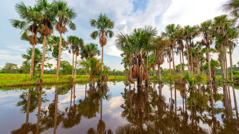 Grote plas met palmbomen