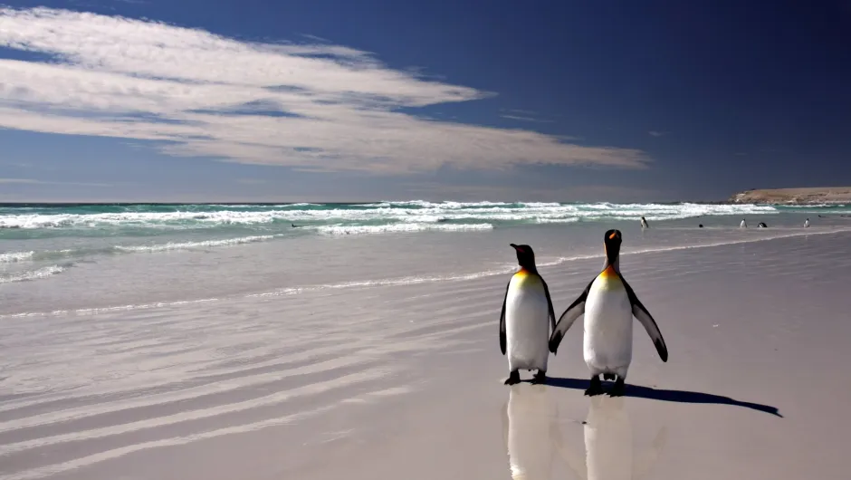 pinguins op het strand