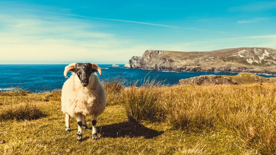 Ierland bestemmingsinfo schaap