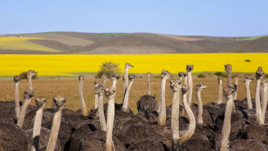 Zuid-Afrika reisexpert