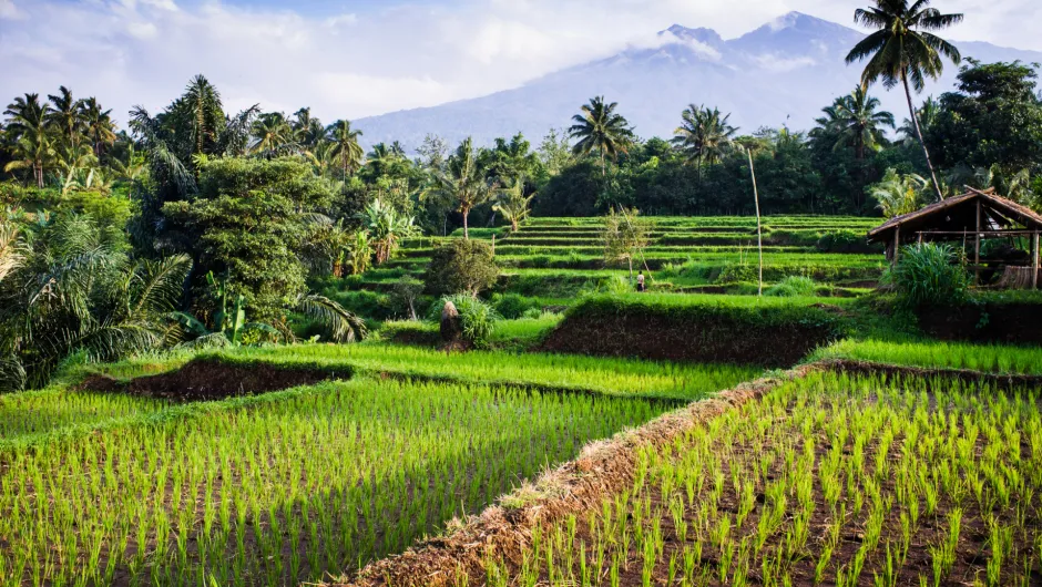 Indonesië rijstvelden