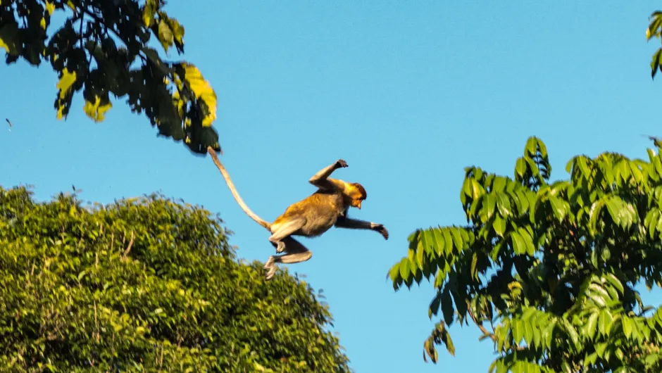 Maleisisch Borneo apen