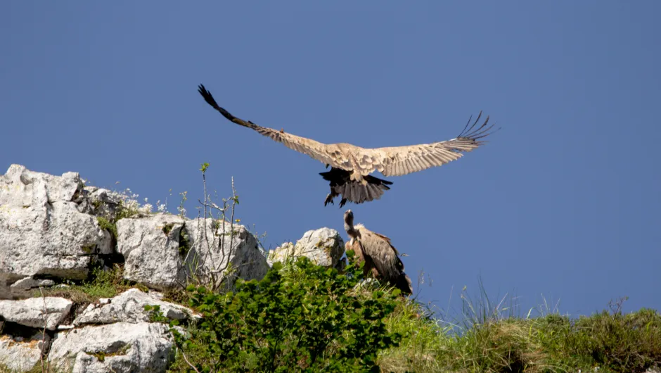 Spanje Picos de Europa