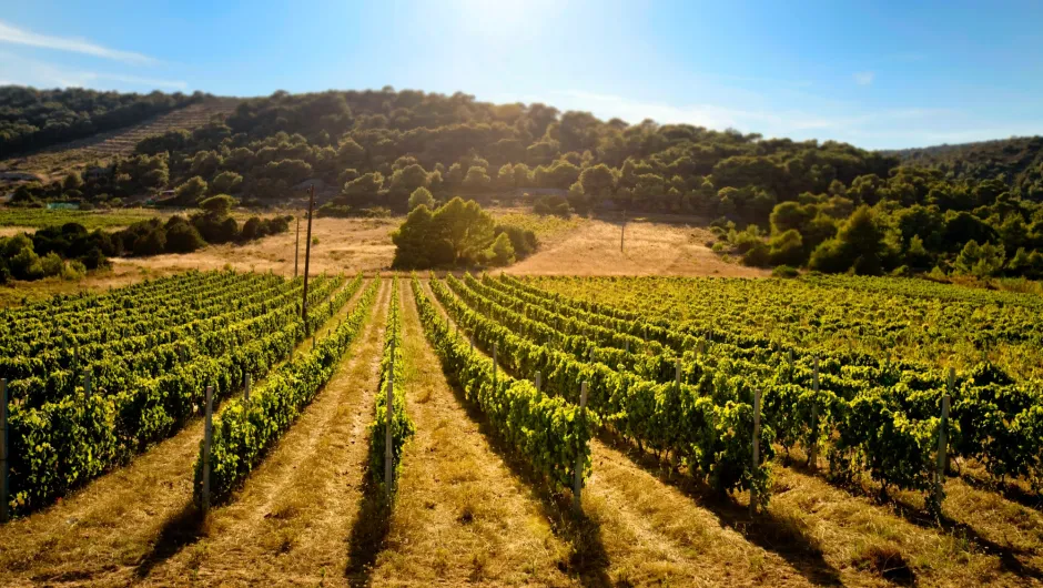 wijnvelden kroatië