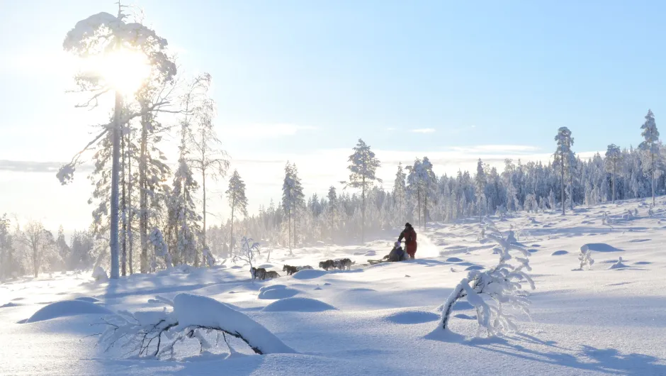 Winterreis Lapland huskyslee