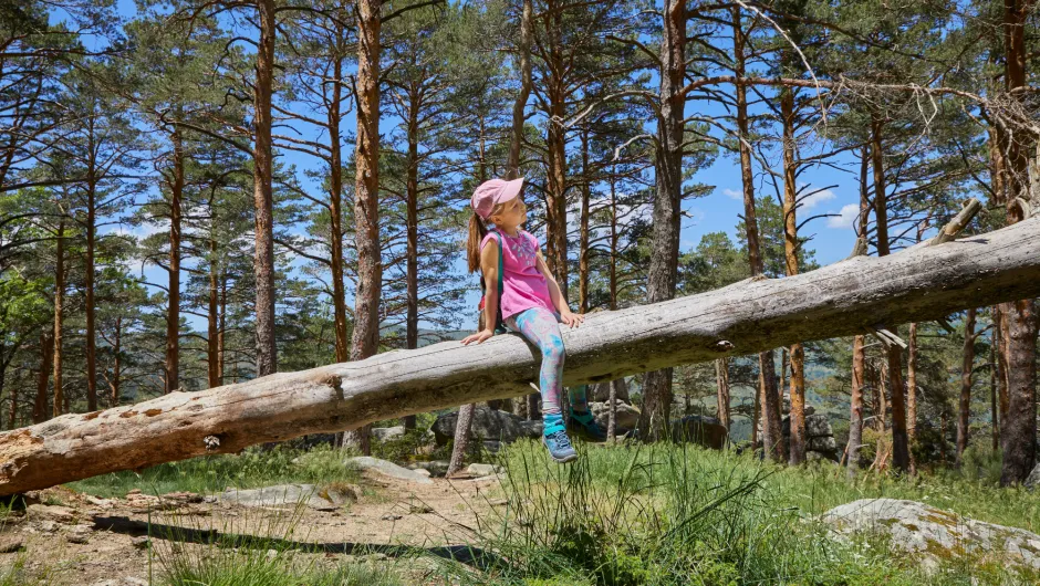 Spelend kind in het bos