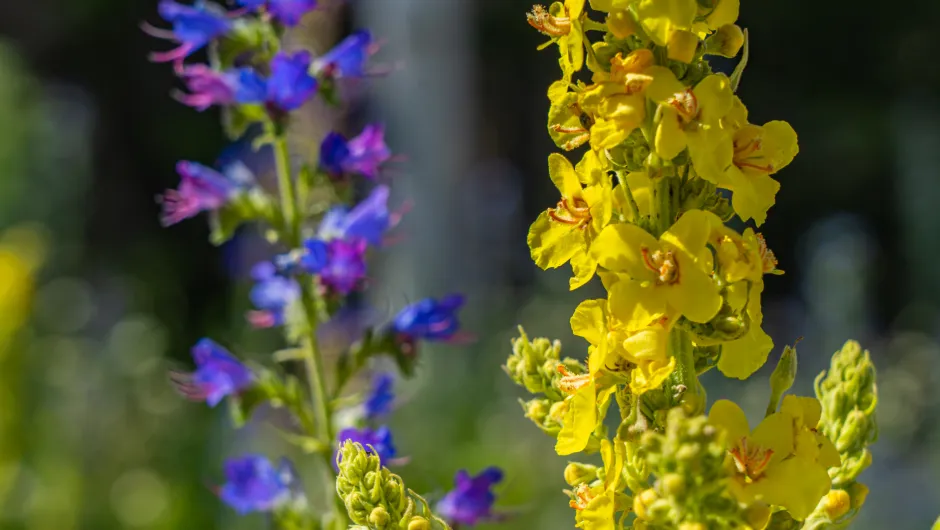 Natuur Bulgarije