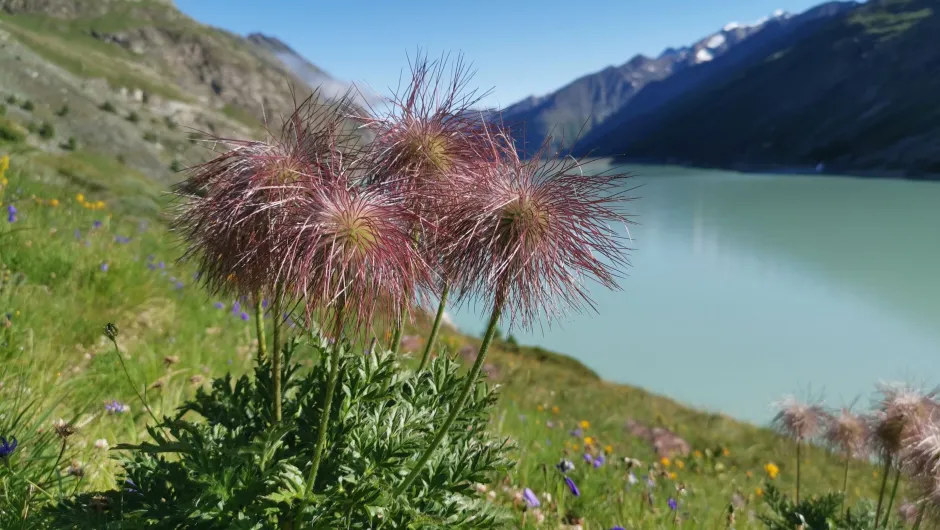 Beste reistijd Zwitserland bloemen Alpen