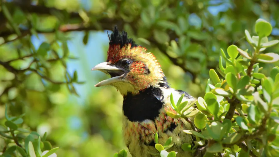Malawi vogel in boom duurzaamheid