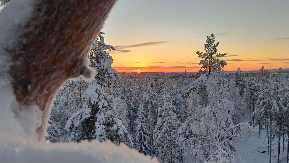 Besneeuwd bos in Fins Lapland