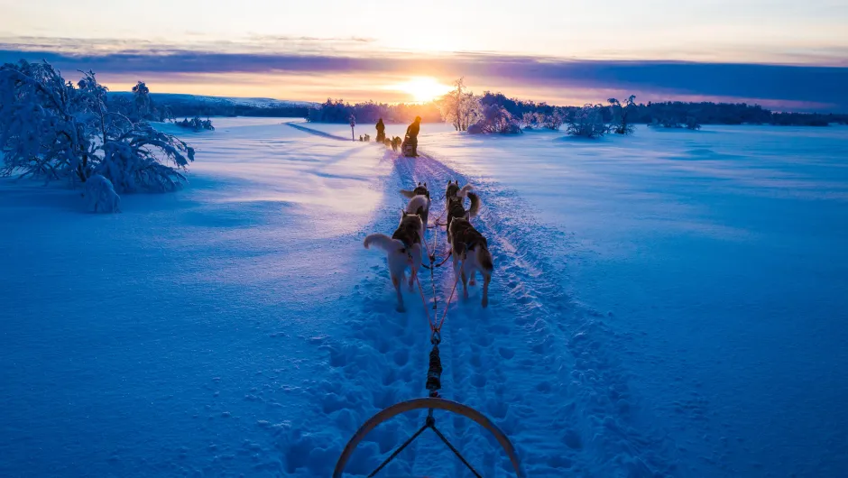 Fins Lapland sledehonden huskys